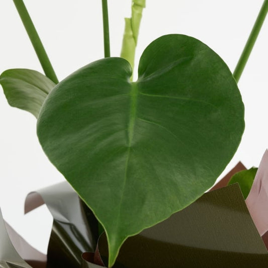 Terra Lumi – Yeşil Kahve Buketli Sarı Kurdeleli Monstera