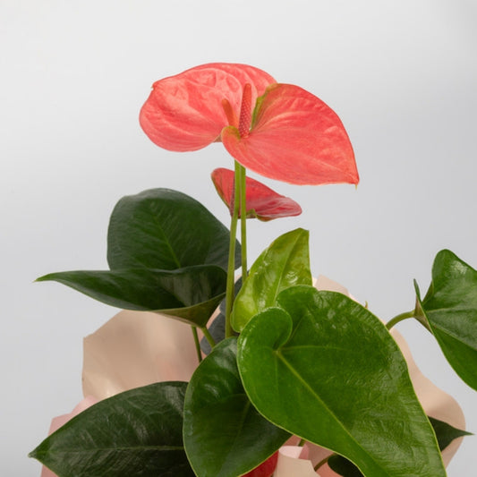 Velour Blush – Krem Pudra Buketli Pembe Antoryum