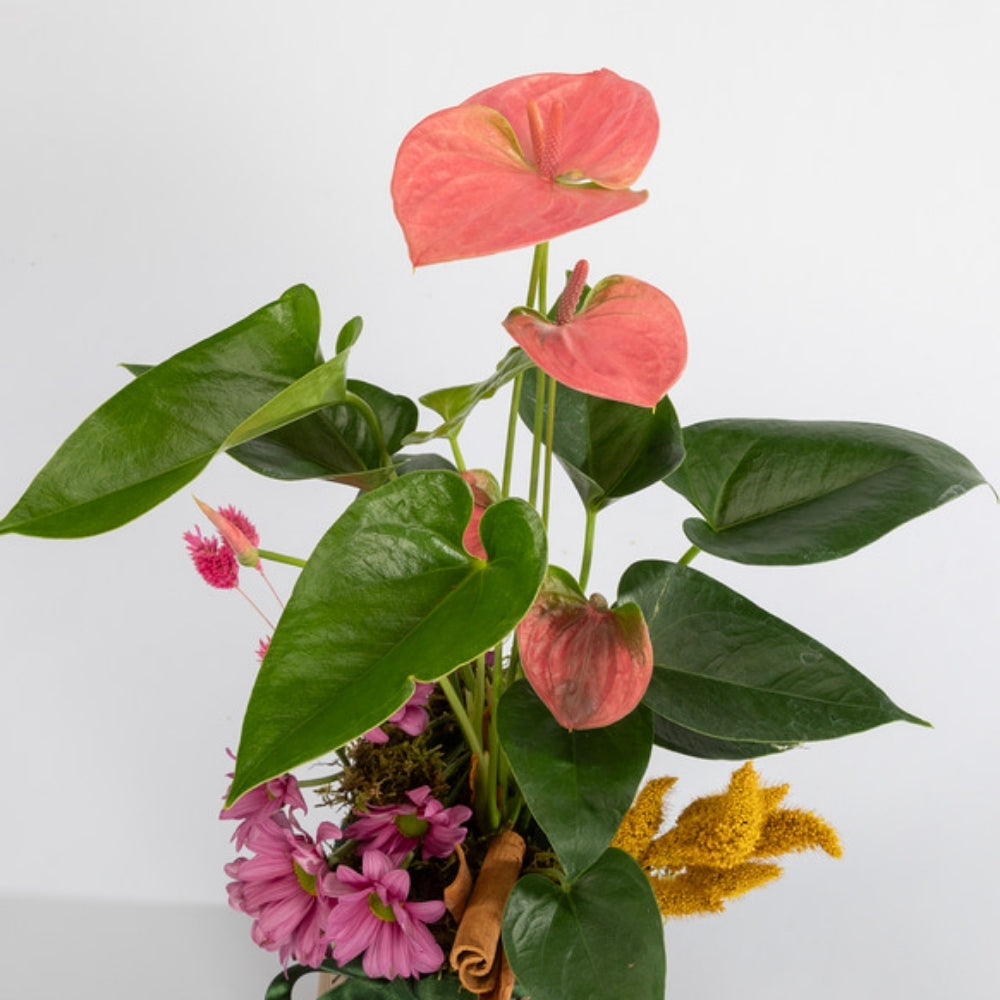 Linea Anthurium – Geometrik Çizgi Desenli Saksıda Antoryum