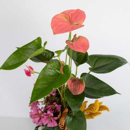 Linea Anthurium – Geometrik Çizgi Desenli Saksıda Antoryum
