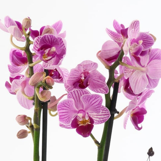 Quattro Violet – Gri Polimer Saksıda 4 Dal Mini Orkide