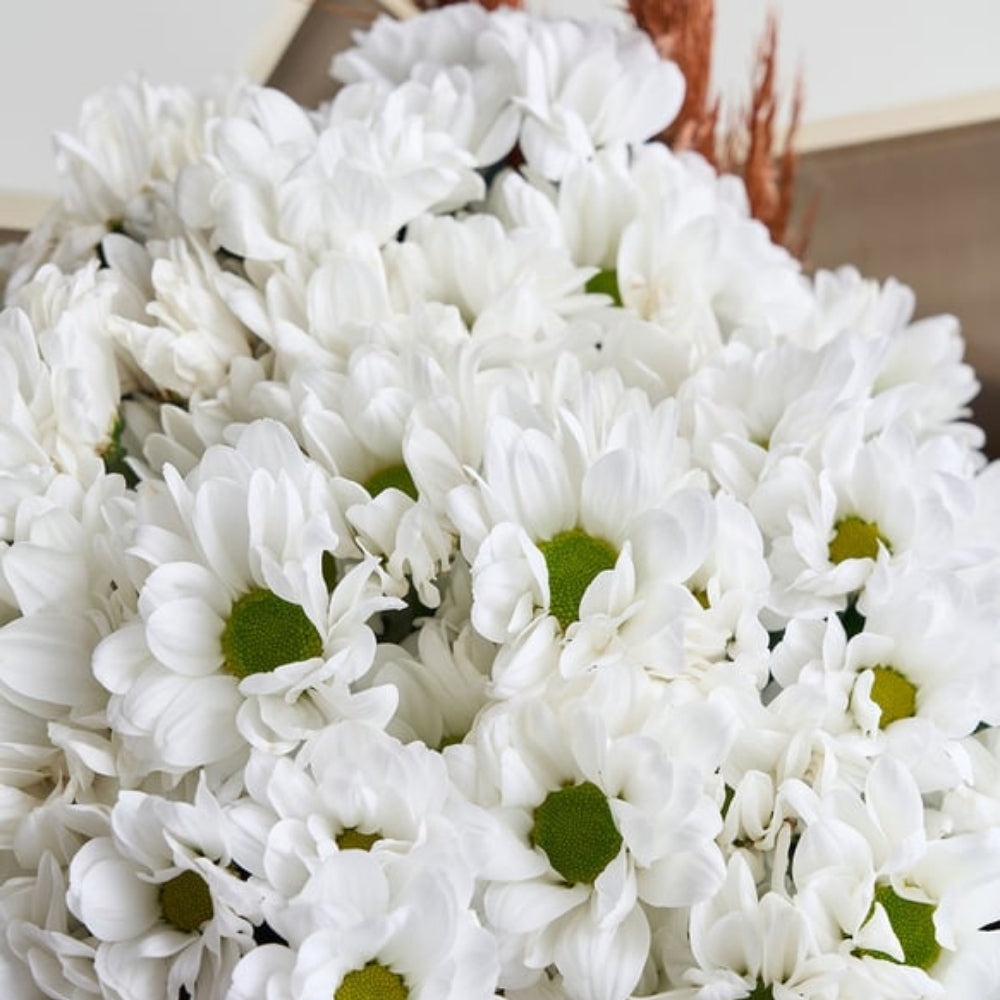 Daisy Classic – Beyaz Papatyalar Çiçek Buketi