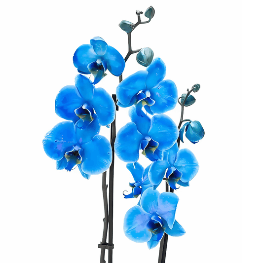 Premium Çiftli Mavi İthal Orkide - Rosentra | Premium Flowers