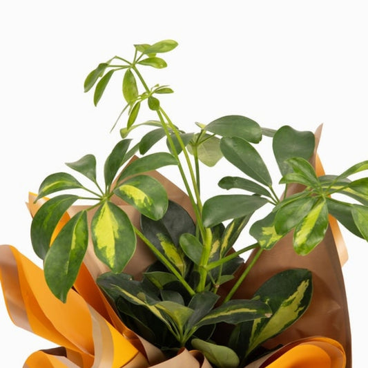 Verde Soleil – Sarı Buket Kağıtlı Polimer Saksıda Schefflera