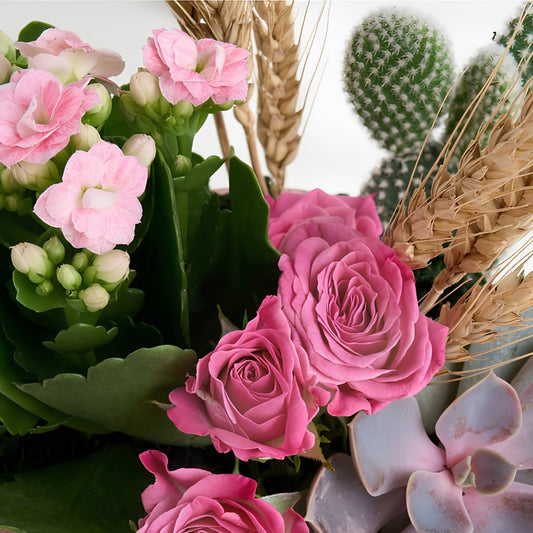 Desert Blush – Pembe Beton Saksıda Opuntia Microdasys ve Kalanchoe