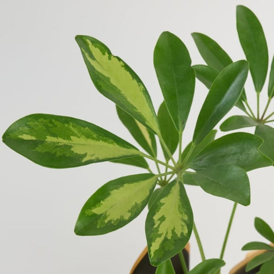 Noir Verde – Siyah Buket Kağıdında Schefflera