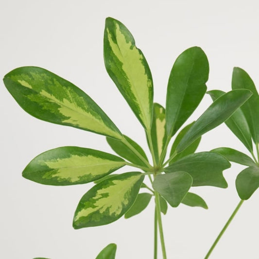 Azure Soleil – Turuncu Mavi Buketli Polimer Saksıda Schefflera
