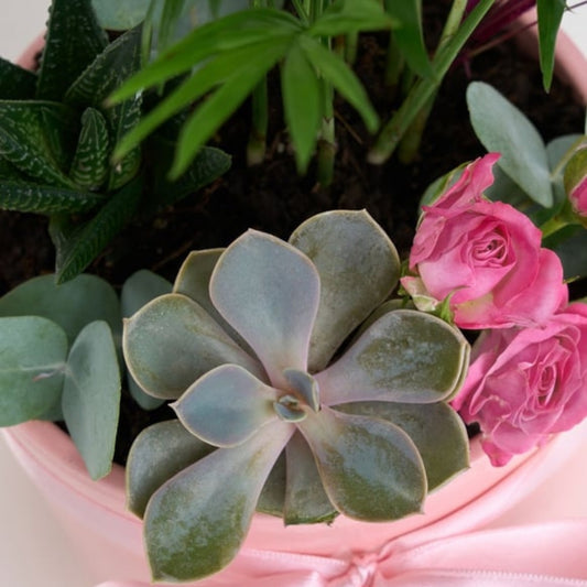 Urban Pink Leaf – Pembe Beton Saksıda Chamaedorea Elegans ve Güller