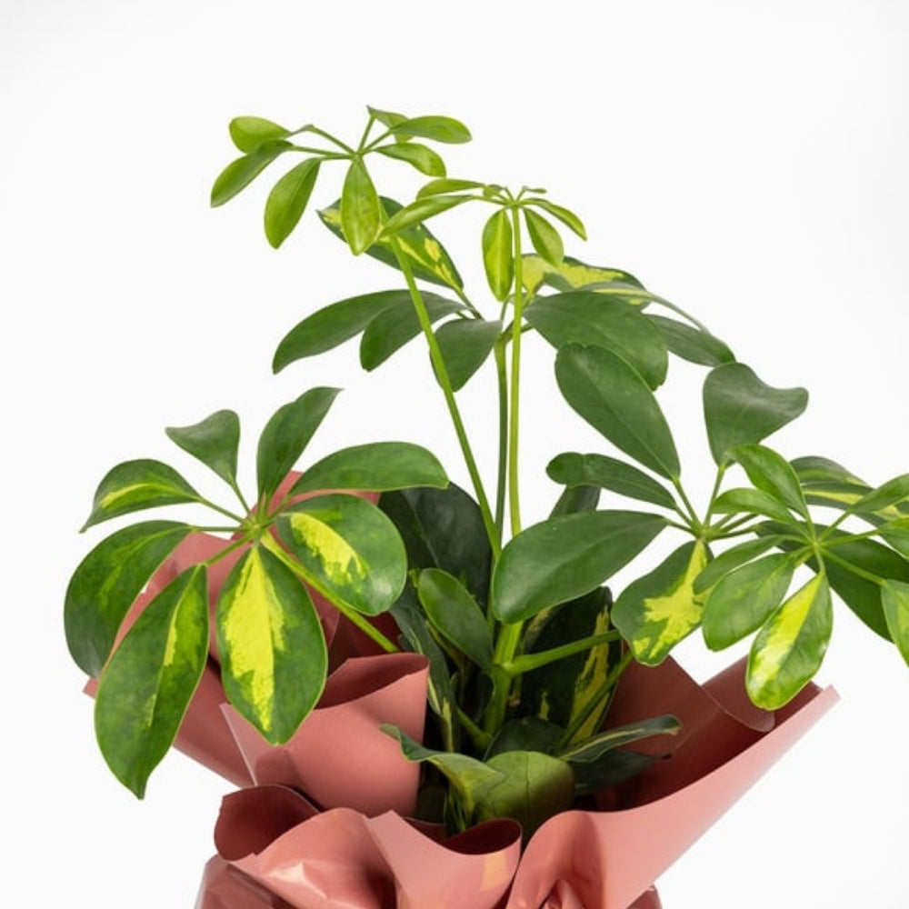 Coral Verde – Koyu Somon Buketli Polimer Saksıda Schefflera
