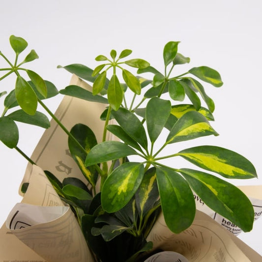 Grigio Wrap – Gri Gazete Buketli Polimer Saksıda Schefflera