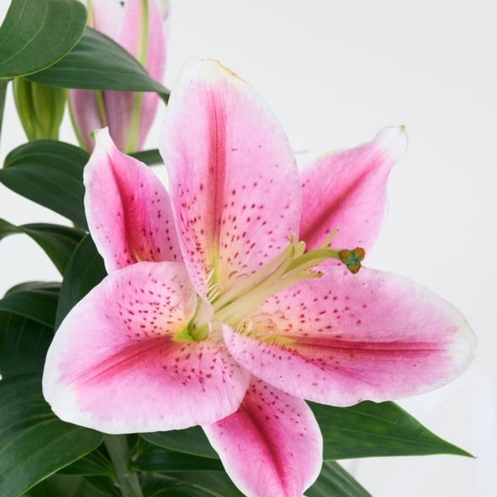 Perla Rosa Lily – Beyaz Polimer Saksıda Pembe Lilyum
