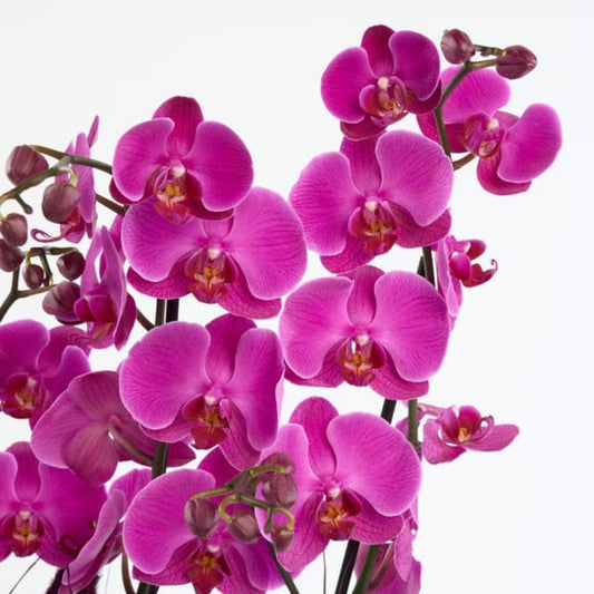Royal Violet 4 – Beyaz Saksıda 4 Dal Mor Orkide