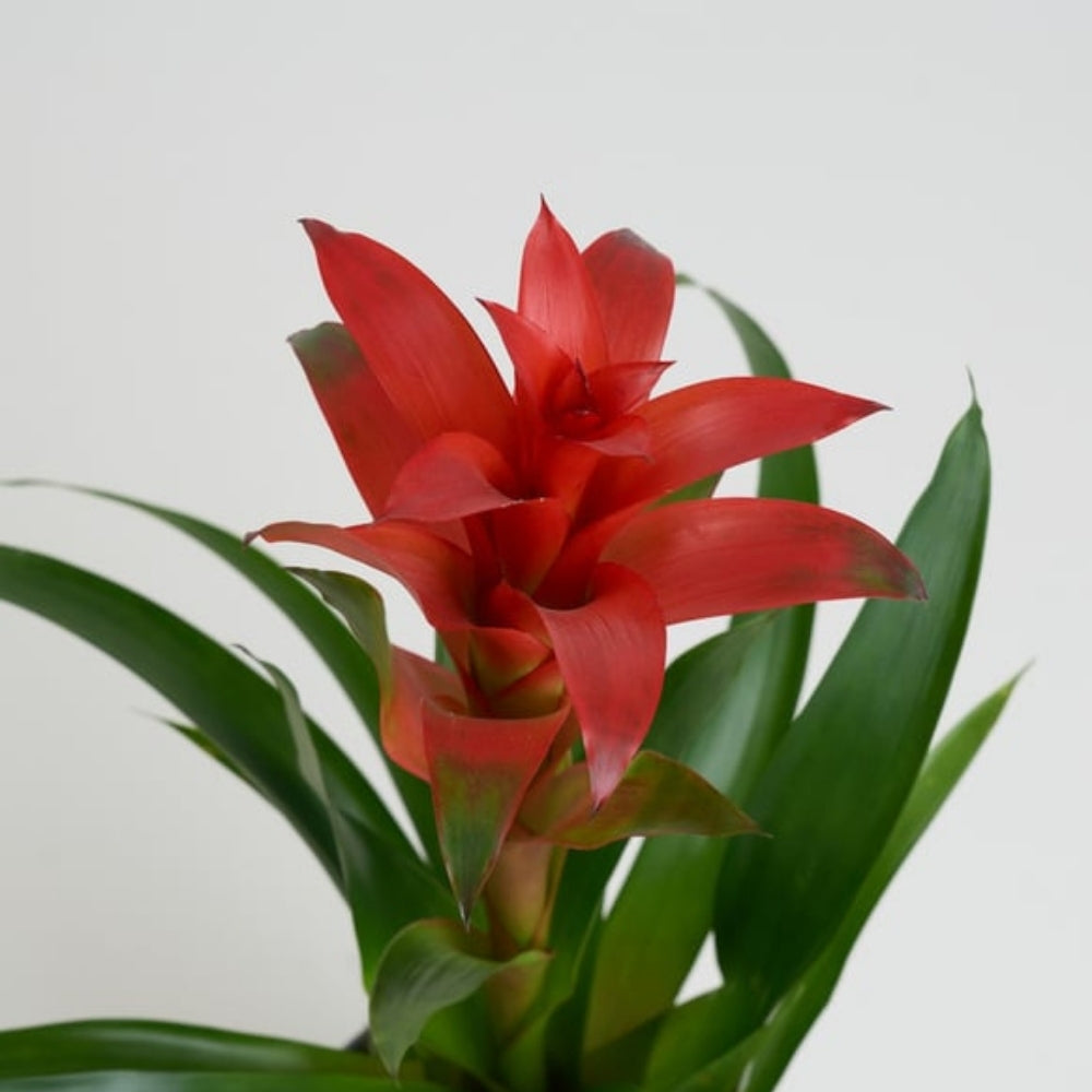 Tropical Azure – Turuncu Mavi Buketli Polimer Saksıda Guzmania