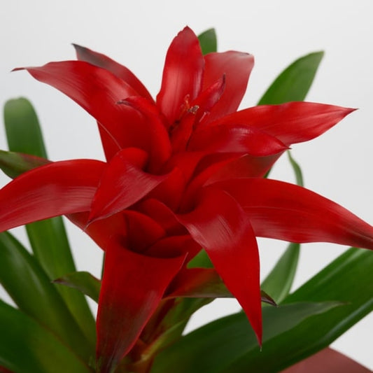 Coral Bloom – Somon Buketli Saksıda Guzmania