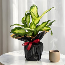 Dieffenbachia