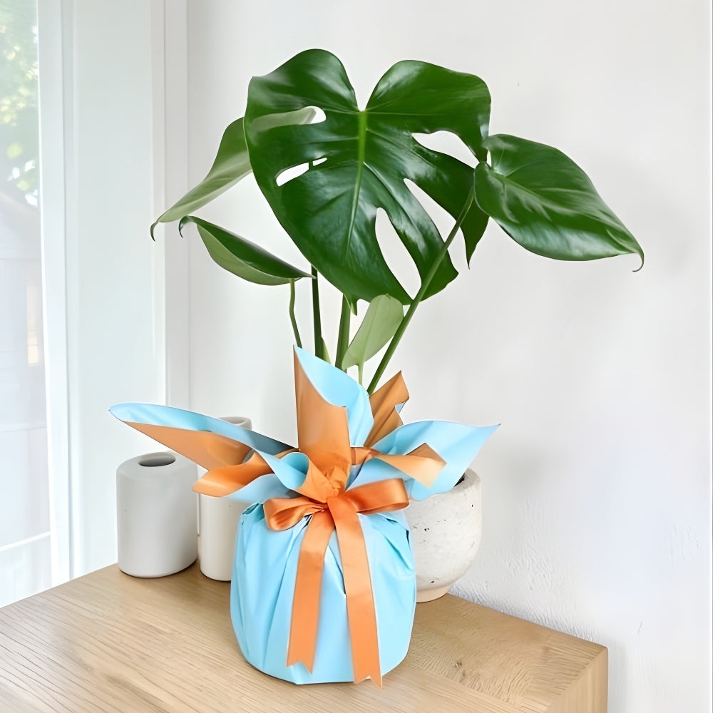 Urban Jungle – Turuncu Mavi Buketli Polimer Saksıda Monstera
