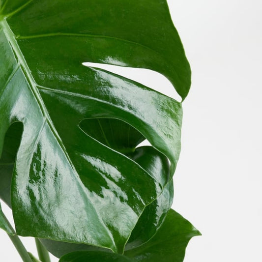 Urban Jungle – Turuncu Mavi Buketli Polimer Saksıda Monstera