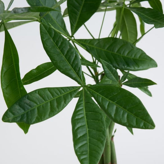 Azure Fortune – Turuncu Mavi Buketli Polimer Saksıda Pachira