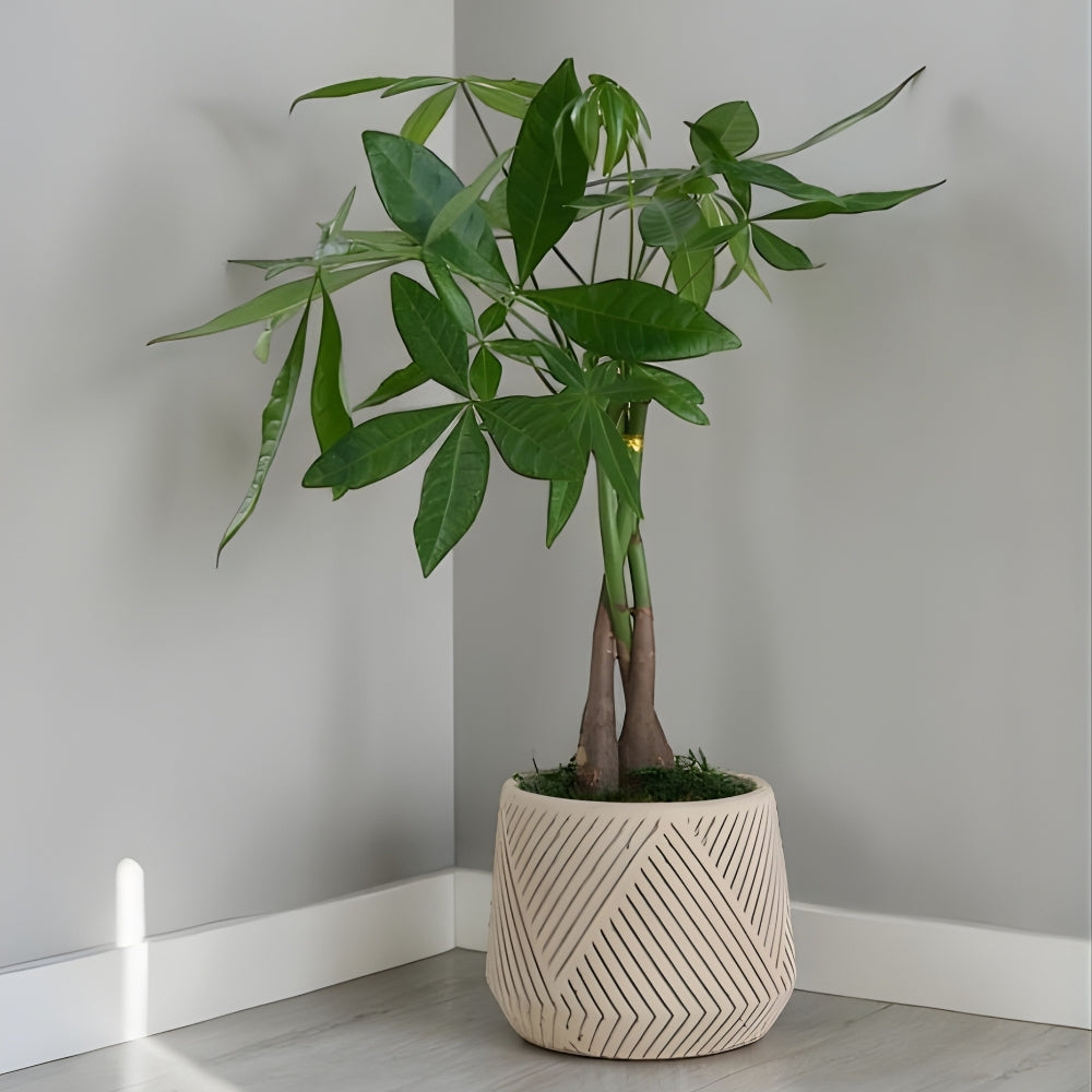 Linea Fortune – Geometrik Çizgi Desenli Saksıda Pachira