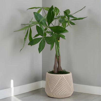 Linea Fortune – Geometrik Çizgi Desenli Saksıda Pachira