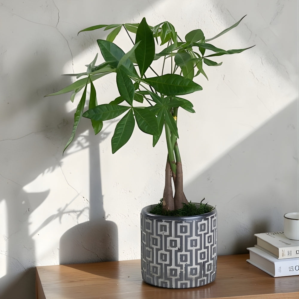 Concrete Fortune – Kare Desenli Gri Beton Saksıda Pachira