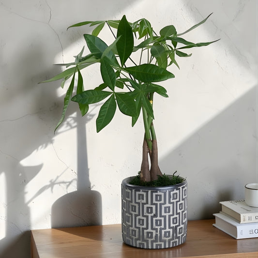 Concrete Fortune – Kare Desenli Gri Beton Saksıda Pachira