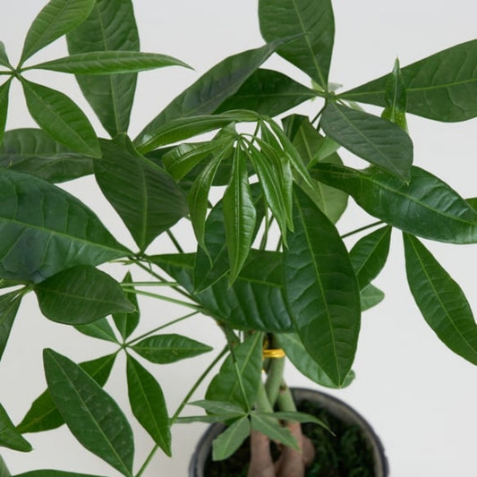 Concrete Fortune – Kare Desenli Gri Beton Saksıda Pachira
