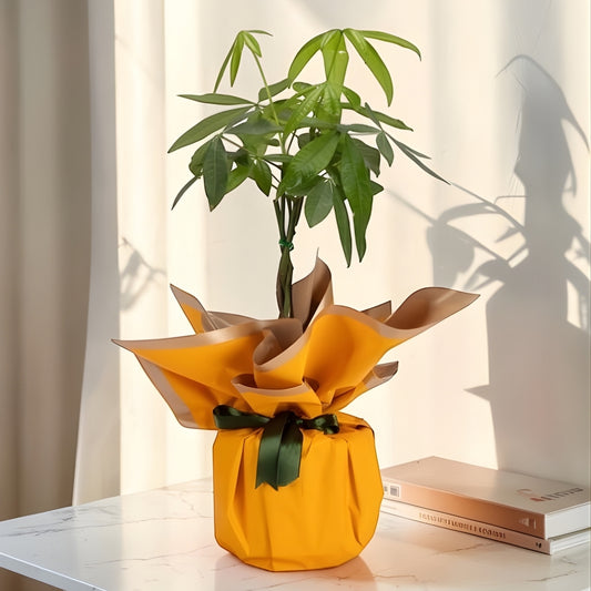 Sunny Fortune – Sarı Buket Kağıtlı Polimer Saksıda Pachira