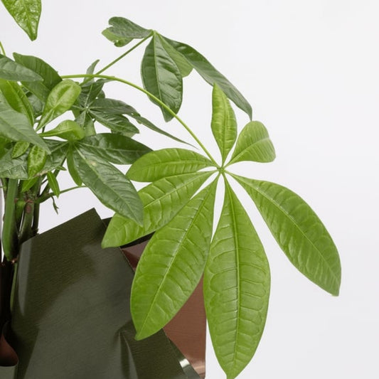 Verde Fortune – Yeşil Kahve Buketli Polimer Saksıda Pachira