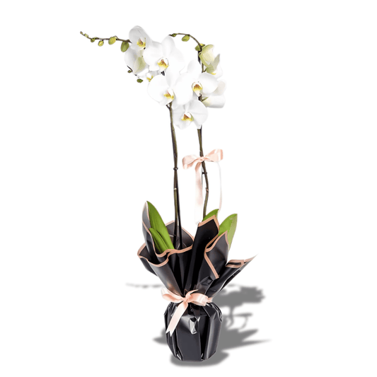 Beyaz Beton Saksıda Çiftli Beyaz Orkide - Rosentra | Premium Flowers