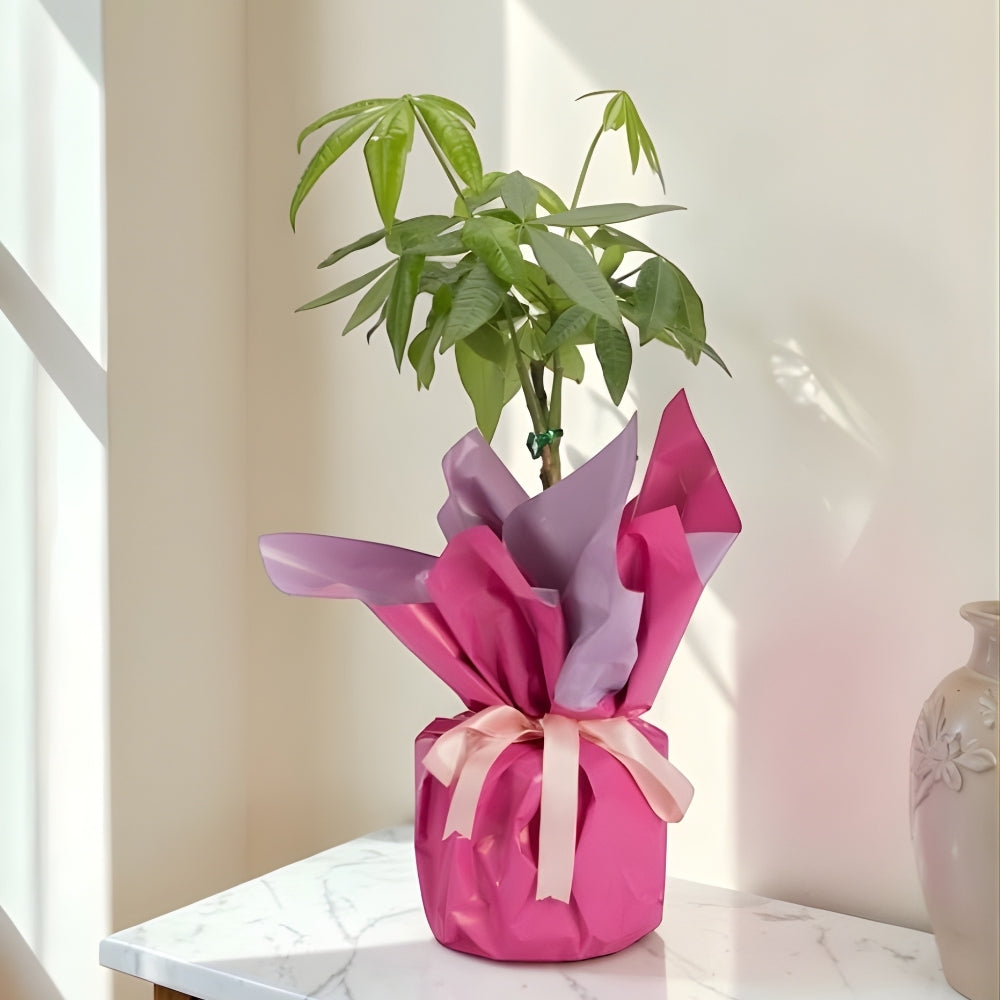 Violet Fortune – Lila Pembe Buketli Polimer Saksıda Pachira