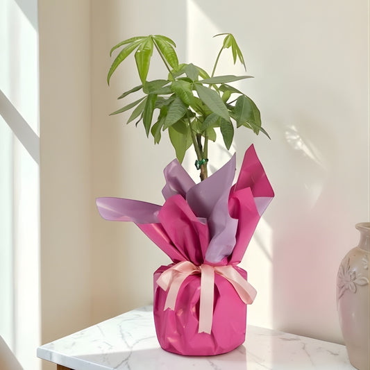 Violet Fortune – Lila Pembe Buketli Polimer Saksıda Pachira