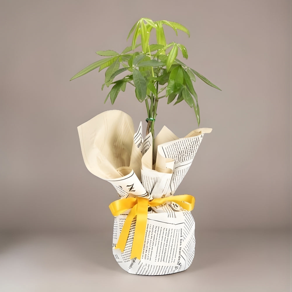 Grigio Fortune – Gri Gazete Desen Buketli Polimer Saksıda Pachira