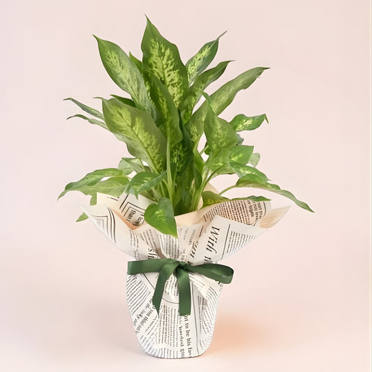 Blush Camilla – Pembe Gazete Buketli Saksıda Camilla Difenbahya