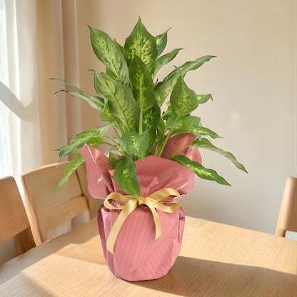 Coral Camilla – Koyu Somon Buketli Saksıda Camilla Difenbahya