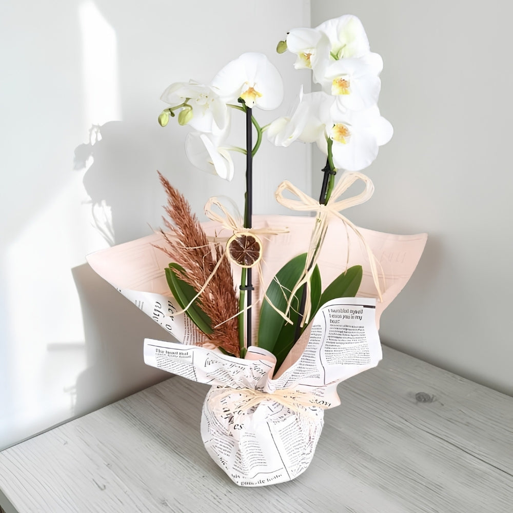 Gazette Orchidée – Gazete Buket Kağıtlı Saksıda Beyaz Çiftli Orkide