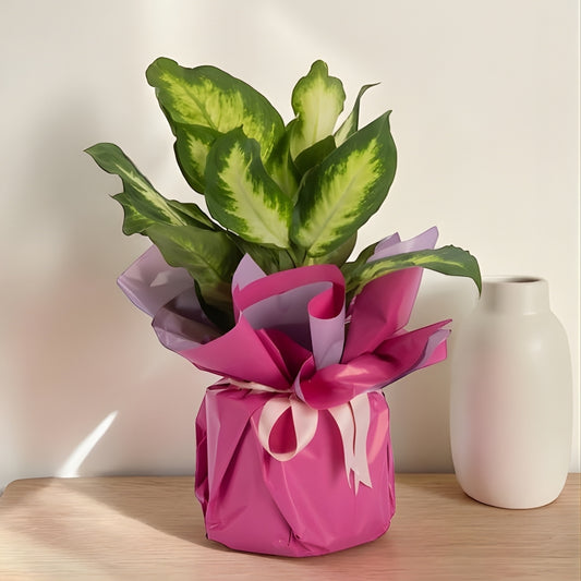 Rose Camilla – Pembe Buketli Polimer Saksıda Camilla Difenbahya