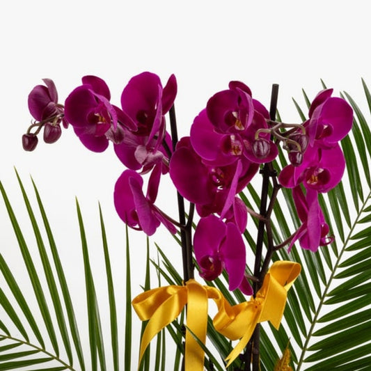 Viola Imperia – Mor Saksıda Mor Çift Orkide ve Fenix