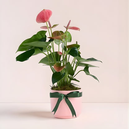 Blush Stone – Pembe Beton Saksıda Pembe Antoryum