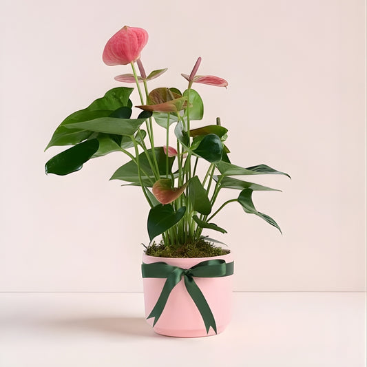 Blush Stone – Pembe Beton Saksıda Pembe Antoryum