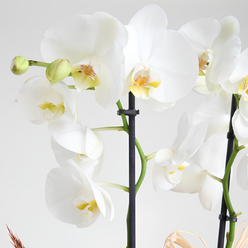 Gazette Orchidée – Gazete Buket Kağıtlı Saksıda Beyaz Çiftli Orkide