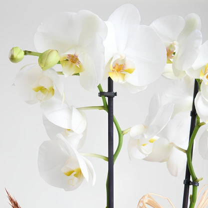 Gazette Orchidée – Gazete Buket Kağıtlı Saksıda Beyaz Çiftli Orkide