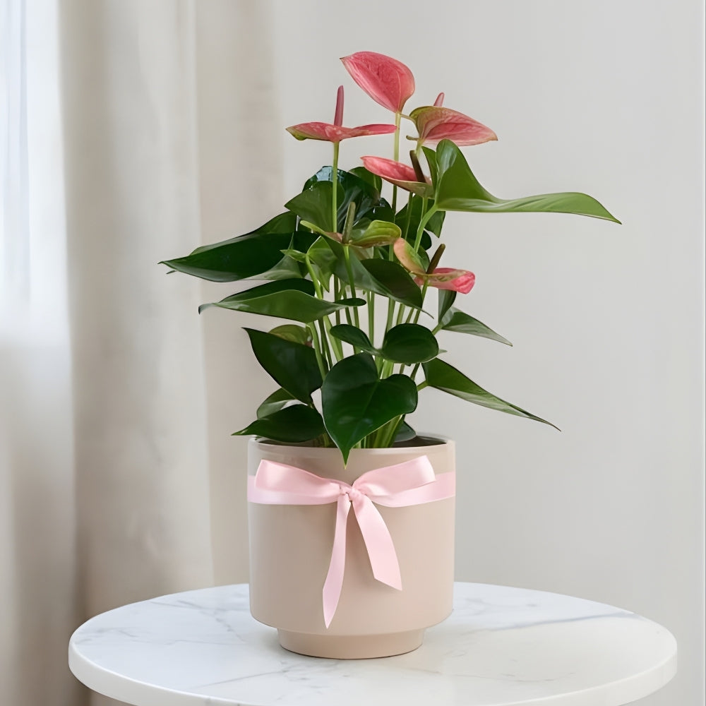 Linea Rosa – Geometrik Çizgi Desenli Saksıda Pembe Antoryum