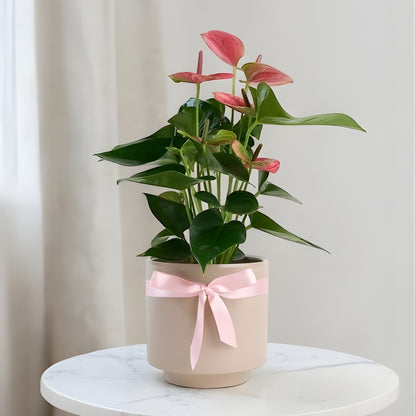 Linea Rosa – Geometrik Çizgi Desenli Saksıda Pembe Antoryum