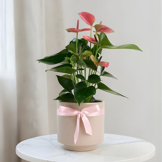Linea Rosa – Geometrik Çizgi Desenli Saksıda Pembe Antoryum