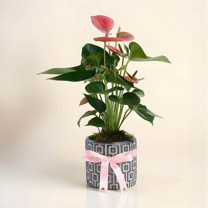 Concrete Pattern Rosa – Kare Desenli Gri Beton Saksıda Pembe Antoryum