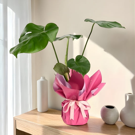 Maison Verde – Lila Pembe Buketli Kurdeleli Monstera