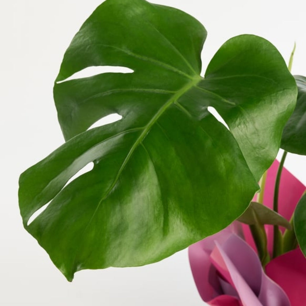Maison Verde – Lila Pembe Buketli Kurdeleli Monstera