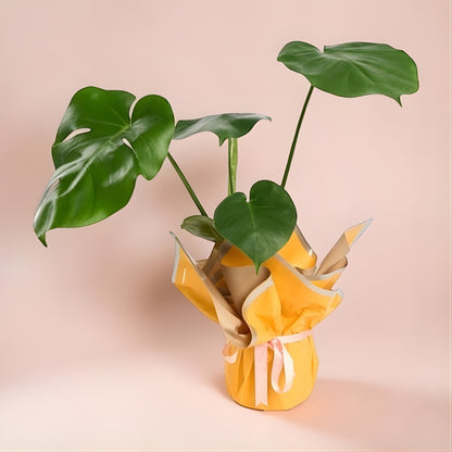 Solea Blush – Sarı Buketli Açık Pembe Kurdeleli Monstera