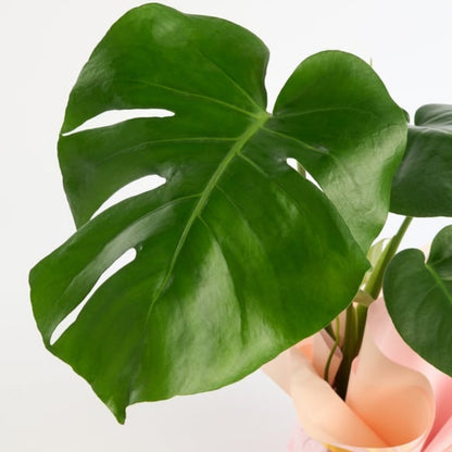 Solea Blush – Sarı Buketli Açık Pembe Kurdeleli Monstera